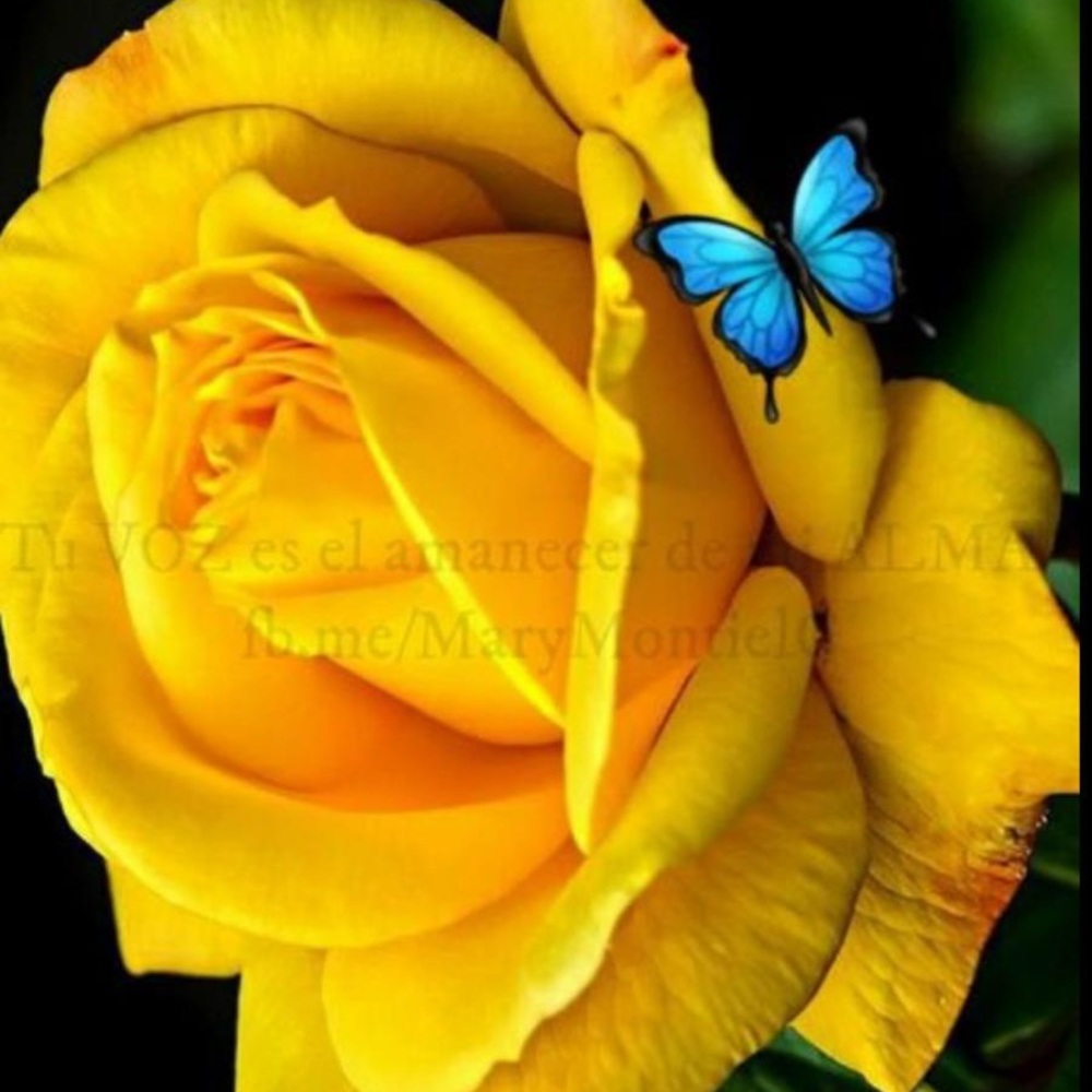 Meet your Posher, Maria